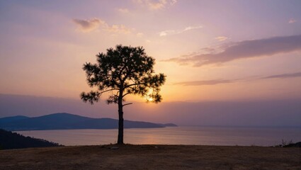 Fototapeta premium Solitary tree silhouetted at sunset on coastal cliff