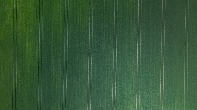 An aerial top-down view of a vibrant green agricultural field showing parallel tractor tire tracks forming a geometric pattern.