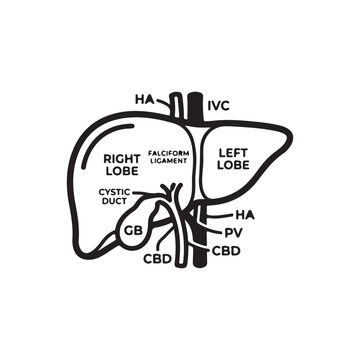 Liver anatomy diagram showing lobes and ducts in detail  medical illustration