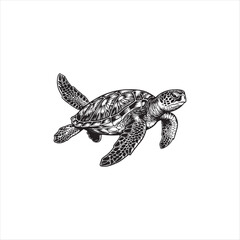 Fototapeta premium Detailed illustration of a sea turtle swimming in the ocean water freely marine life