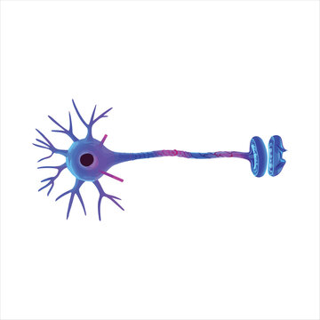 Illustration of a neuron cell with dendrites and axon terminals  human body
