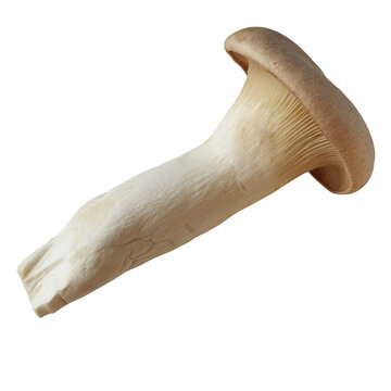 エリンギ 1本の切り抜き。横向きの構図。新鮮なきのこ・食材・秋の味覚 (Fresh King Oyster Mushroom "Eringi" isolated. Side view of a raw mushroom for cooking or healthy food)