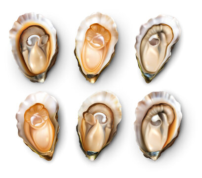 Open Oyster Shells, Vector Illustration, Six Shells, Seafood Elements, Isolated on White