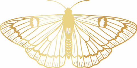 Golden butterfly silhouette detailed wings on white background © krishna