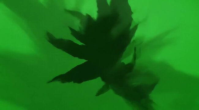 Abstract Dark Silhouette Of A Leaf Shape Against Vibrant Green Background With Motion Blur Effect