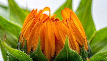 Close Up of Orange Flower Petals Beginning to Unfurl from Green Leaves. flower, bud