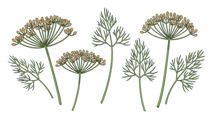 Obraz premium Dill Flower Heads Illustration.