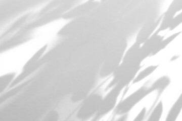 Obraz premium Abstract natural tree branch leaves shadow on white wall background