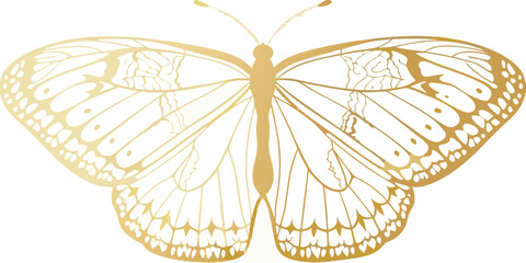 Golden butterfly silhouette detailed wing patterns on white background © Bibhas