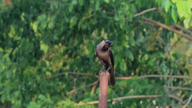 House crow 4K stock video.house crow, also known as the Indian, greynecked, Ceylon or Colombo crow.