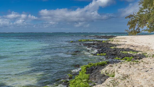  A secluded tropical sandy beach without people. Black volcanic boulders, green algae by the water. Turquoise ocean. Branches of the casuarina tree against the blue sky, clouds. Mauritius.