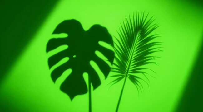 Monstera Leaf and Palm Frond Shadows Cast on Bright Green Wall with Diagonal Light Streaks Natural Tropical Abstract Minimalist Background