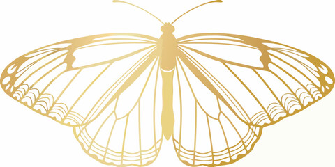 Golden butterfly silhouette detailed wings on white background © Uttam