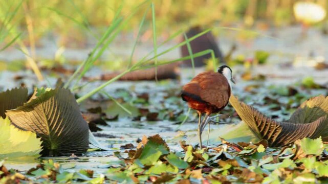 middle sized bird African jacana, Actophilornis africanus, walks among water hyacinth leaves and waterlliy flowers. Looking iside flower for food. Chobe National Park, Botswana, South Africa 