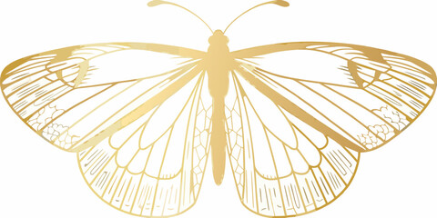 Golden butterfly silhouette detailed insect on white background © Prodip