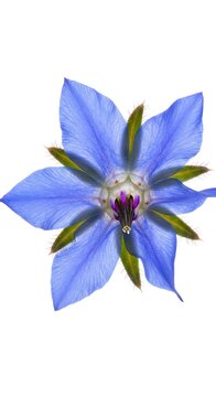 Serene Blue Starflower: Delicate Petal Detail