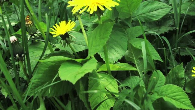 Macro view of grass with yellow dandelions in a park in spring