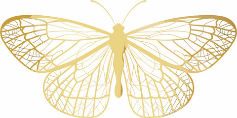 Golden butterfly silhouette detailed wings on white background © Juna