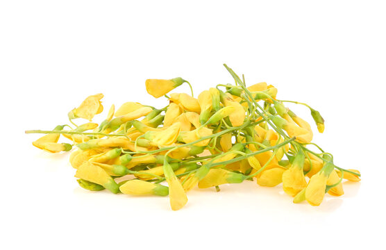 Heap of fresh yellow Sesbania( Sesbania javanica Miq.) isolated