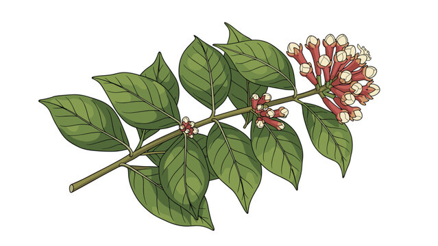 Branch of cloves with aromatic flower buds and green leaves displayed on a white background for culinary and medicinal use.