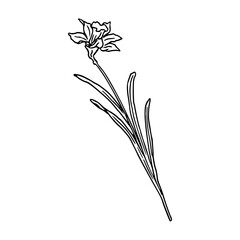 Fototapeta premium hand-drawn line art sketch of a single daffodil flower with long leaves