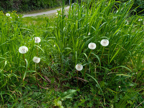 The several fluffy white dandelion seed heads standing among tall, vibrant green grass
