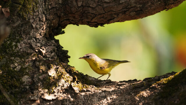 Grey Hooded Warbler Perched on Tree Bark in Natural Himalayan Forest Habitat