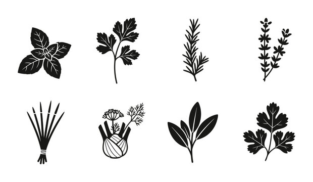 8 Culinary Herb Silhouette Icons Basil Rosemary Parsley Fennel, Solid Black Style, Food Cooking Set