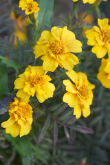 Fototapeta premium Yellow french marigold flower blossom in garden, Yellow french Mari Gold flowers for decorate garden, Close up of beautiful small marigold flower in garden. Marigold flowers bloom in nature