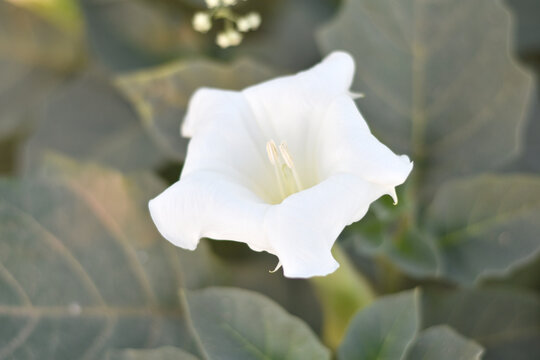 Datura or jimson weed flower closeup, Datura flower, also known as moonflower and jimson weed. Blooms in the evening and each flower only lasts for one day, White flower closeup