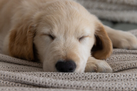 Light golden retriever puppy sleeping with head and paw on cream knitted blanket at home