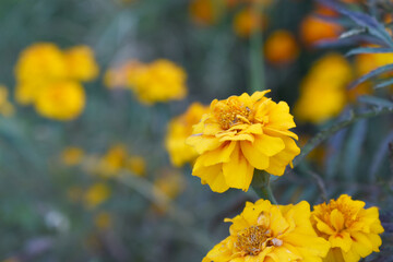 Obraz premium Yellow french marigold flower blossom in garden, Yellow french Mari Gold flowers for decorate garden, Close up of beautiful small marigold flower in garden. Marigold flowers bloom in nature