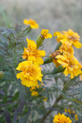Fototapeta premium Yellow french marigold flower blossom in garden, Yellow french Mari Gold flowers for decorate garden, Close up of beautiful small marigold flower in garden. Marigold flowers bloom in nature