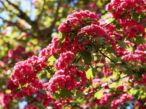 (Crataegus laevigata 'Paul's Scarlet') Aub&eacute;pine lisse produisant en abondance des fleurs doubles rouge carmin en panicules avec des feuilles trilob&eacute;es vert fonc&eacute; et brillantes sur des rameaux &eacute;tal&eacute;s 
