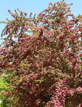 Aub&eacute;pine &eacute;pineuse (Crataegus laevigata) grand arbuste ornemental &agrave; couronne conique, branches dress&eacute;es et &eacute;tal&eacute;es, feuillage lob&eacute; vert fonc&eacute;, orn&eacute; d'abondantes grappes de fleurs rouge carmins
