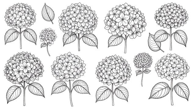 Black and white hydrangea flower illustrations.