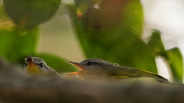Grey Hooded Warbler Pair with Insect in Natural Forest Habitat
