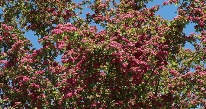 Crataegus laevigata 'Paul's scarlet' | Aub&eacute;pine &eacute;pineuse - Aub&eacute;pine &agrave; deux styles - Aub&eacute;pine lisse. Arbuste aux rameaux &eacute;tal&eacute;s couvert de grappes de fleurs double rouge carmin en cascades
