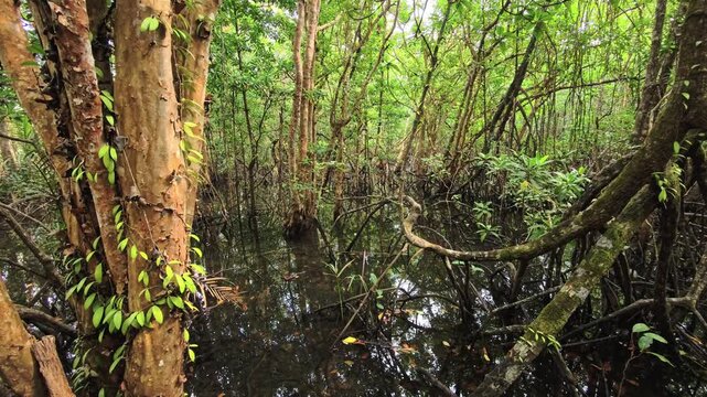 Flooded mangrove forest with peeling bark and tangled roots in water