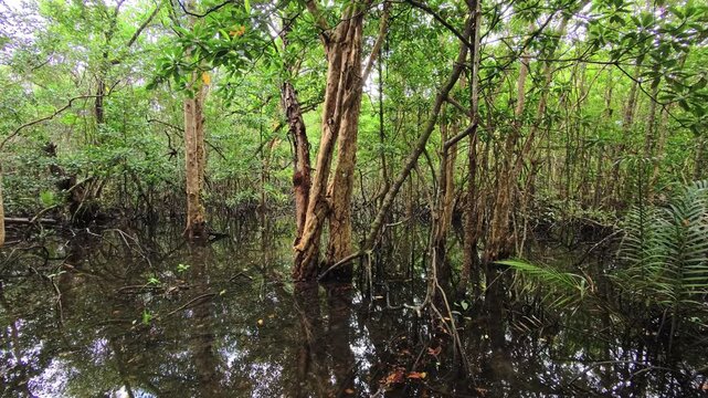 Flooded mangrove forest with tree trunks rising from still dark water