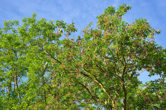 Ring-necked parakeets in the Vincennes wood. Paris 12th arrondissement