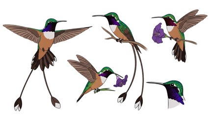 Fototapeta premium Marvelous Spatuletail Vector Icons, Rare Hummingbird Flat Design, Exotic Spatula Tail Bird Illustrations, Minimalist Colorful Wildlife Graphic Set