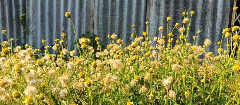 Yellow Tridax procumbens or Coat Buttons flowers blooming against old zinc fence background in morning sunlight
