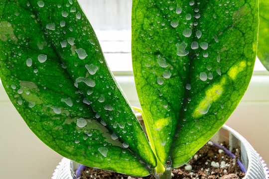 Spraying plants with silica creates a physical and biochemical armor that protects them