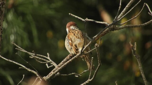 A wild little bird, a field sparrow (Passer montanus - lat), sits on a branch of a withered pine tree, cleans its feathers, sings loudly and preens on a spring morning