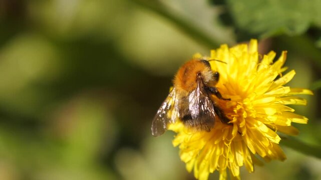 bumblebee on dandelion close-up