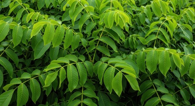 Detailed close-up of vibrant green compound walnut leaves clustered densely on branches, filling the natural frame with lush texture, natural, compound, forest