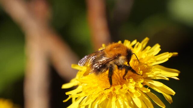 bumblebee on dandelion close-up