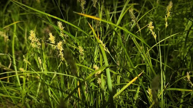 Horizontal shot of wild sedge grass with flowering spikes swaying in wind, dynamic nature background, green forest meadow, sunlight hitting blades, candid outdoor foliage.