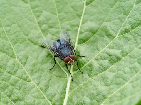 Bluebottle flies (Calliphora vicina or Calliphora vomitoria), which are common, large, metallic-blue scavenging insects